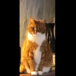 Idiotic_feline