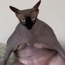 AhegaoCat