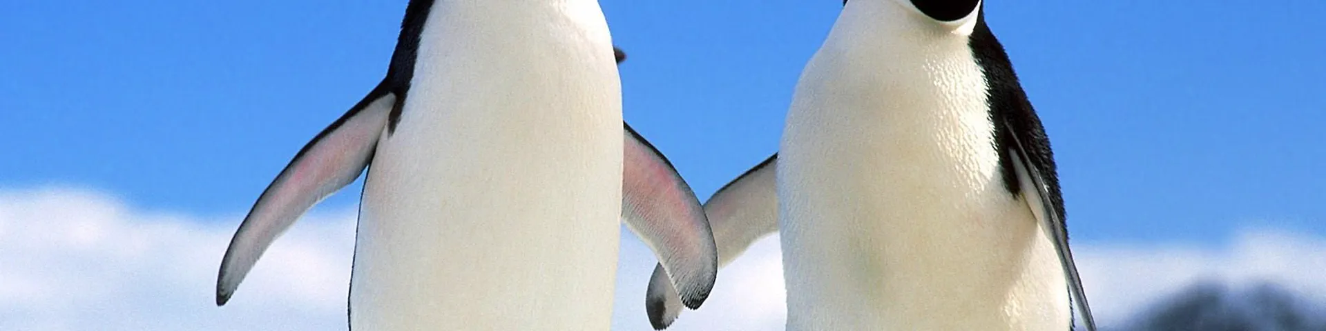 Profile banner